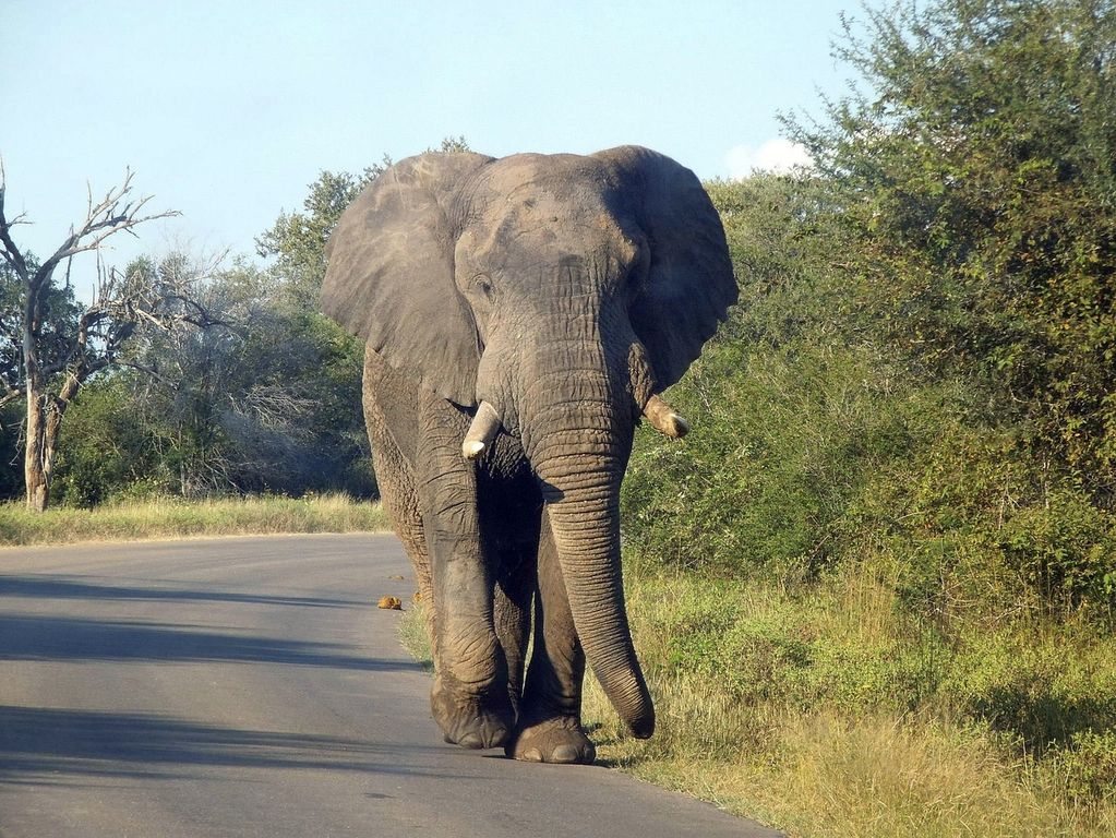 Kruger NP olifanten Zuid Afrika groepsrondreis 3